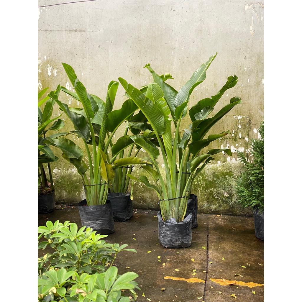 Cây Chuối Rẻ Quạt Cao Trên 1M