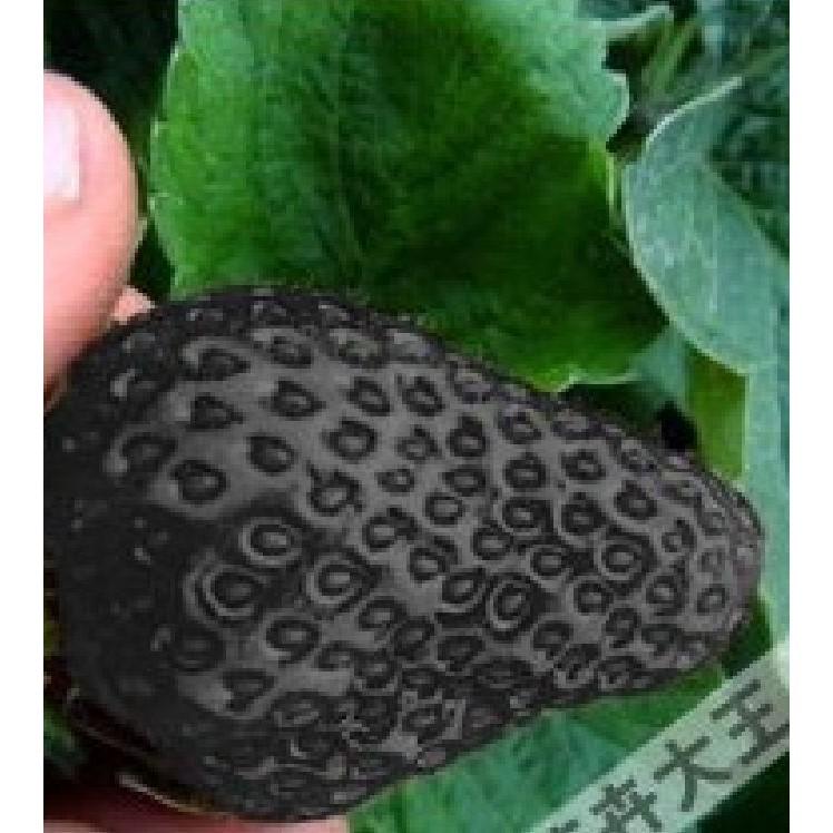 Hạt Giống Dâu Tây Đen F1 100 hạt/gói