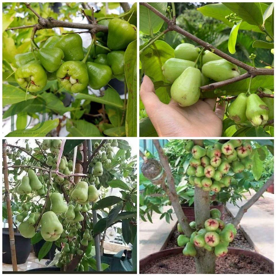 Giống Mận Xanh Đường Cây Khỏe