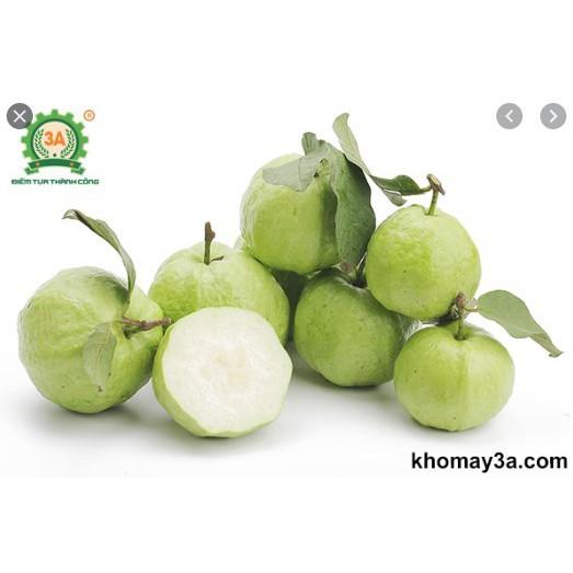 Sản phẩm Cây Ăn Trái ổi nữ hoàng