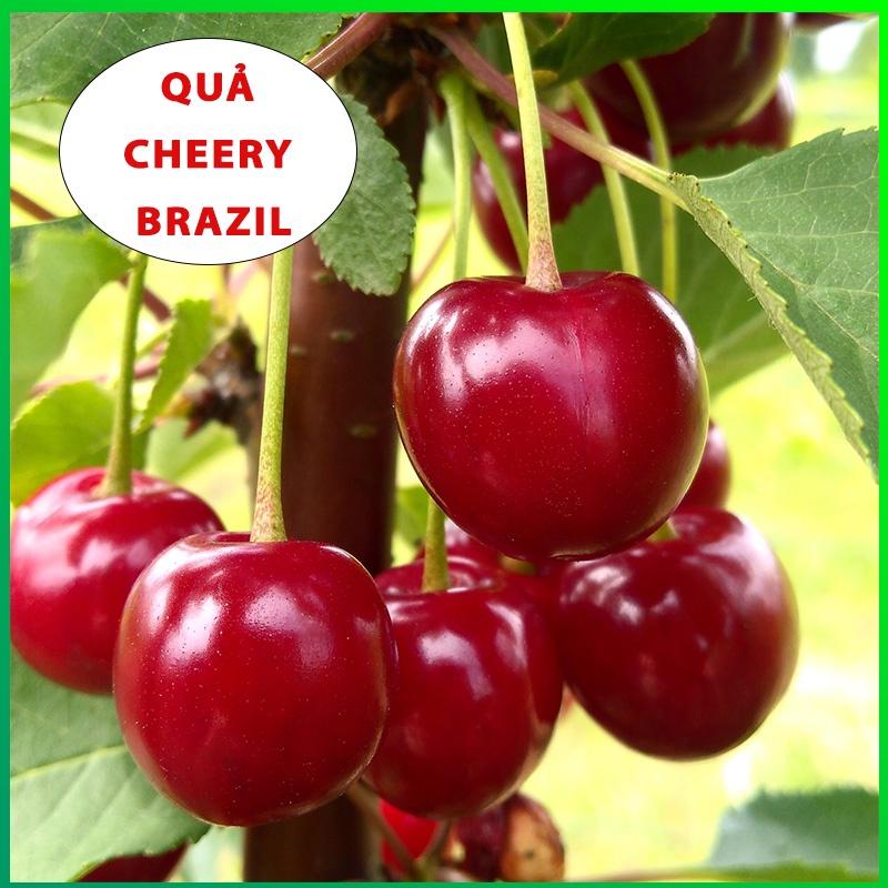 Cây giống cherry brazil cây giống nhập khẩu thế hệ mới đã được thuần chủng phù hợp khí hậu Việt Nam, cây giống khỏe