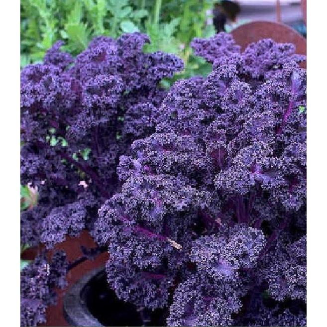 Hạt giống cải xoăn kale tím-gói 20 hạt/tặng kèm gói phân bón lót