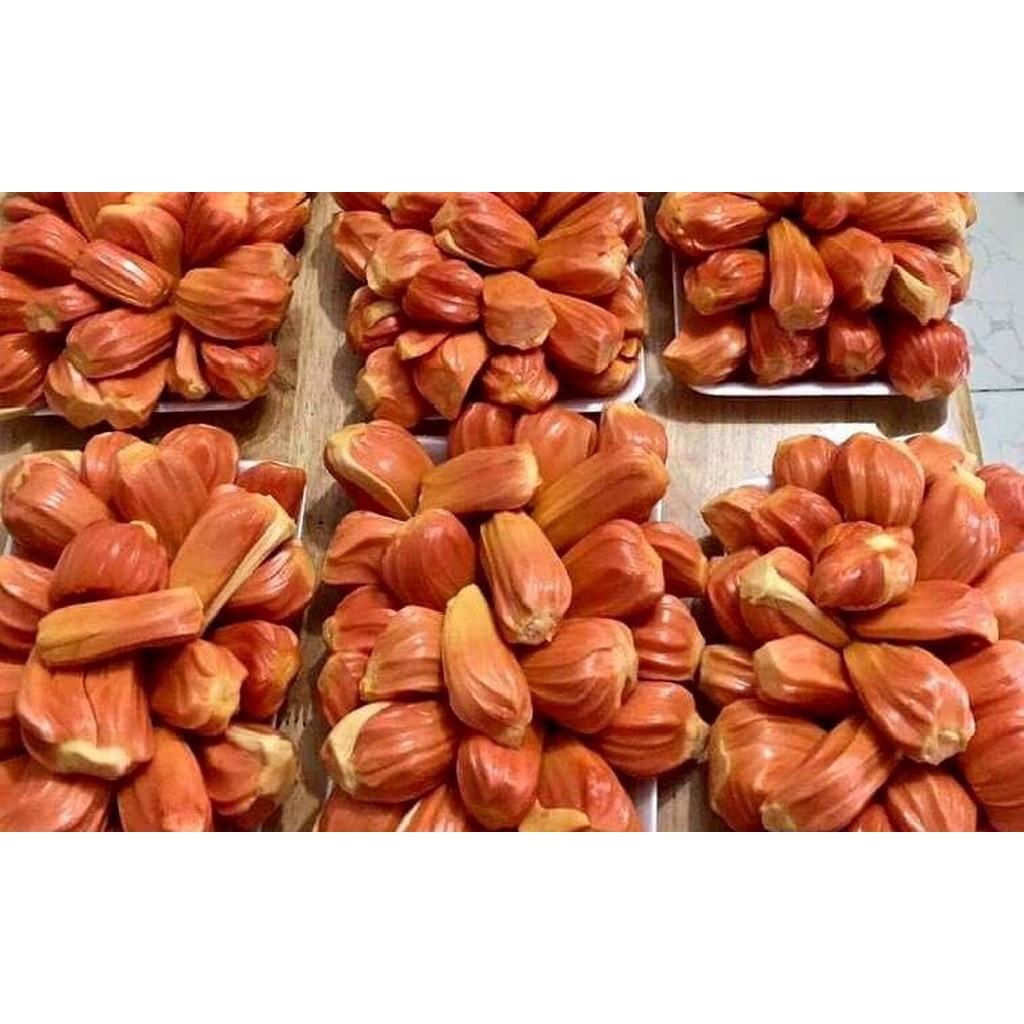 CÂY GIỐNG MÍT RUỘT ĐỎ - THƠM NGON - SIÊU TRÁI - CHUẨN HÀNG GIỐNG CÂY F1