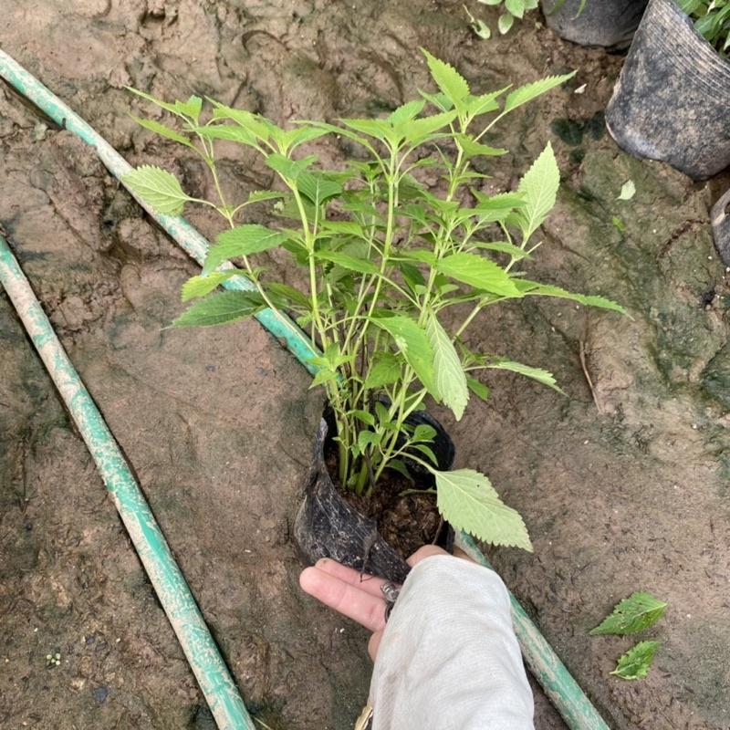 Cây rau kinh giới trồng bịch đen xum xuê nhiều ngọn dùng làm gia bị trong món ăn hằng ngày