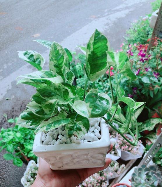 Chậu Trầu Bà Sữa