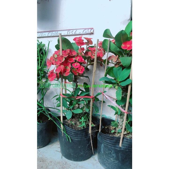 Xương Rồng Bát Tiên Hoa Đỏ