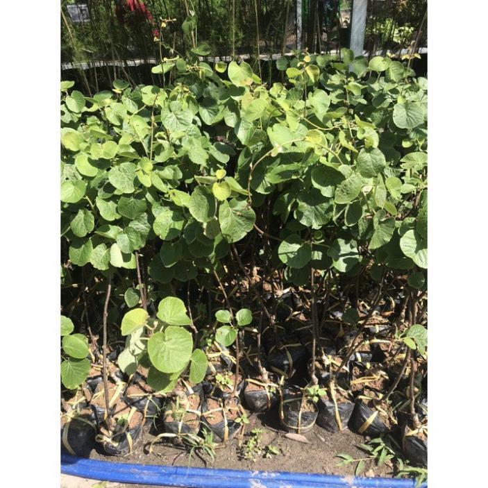 CÂY GIỐNG KIWI LEO GIÀN RUỘT XANH DÒNG QUẢ SỚM, CAM KẾT CHUẨN GIỐNG F1