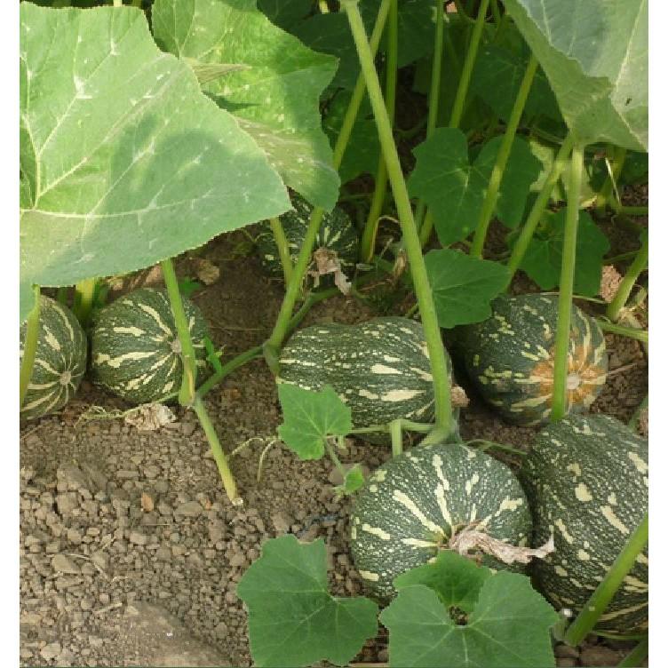 Hạt Giống Bí Đỏ Hạt Đậu F1 - 10 hạt/gói