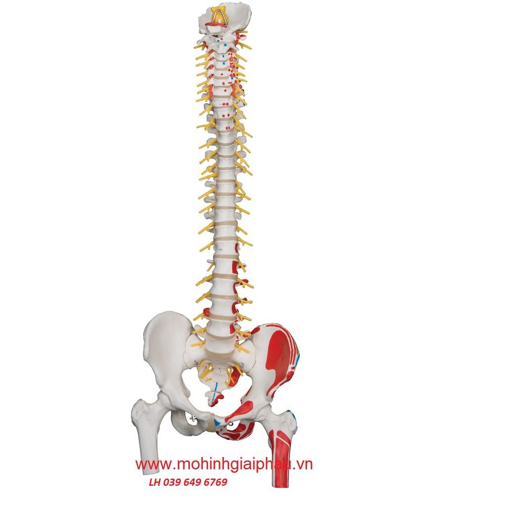 Mô hình giải phẫu xương cột sống, xương chậu, xương đùi 1 bên sơn cơ