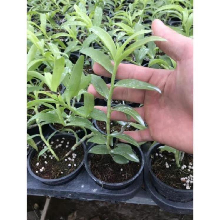 Hoa phong lan - phi điệp phú thọ mắt đỏ