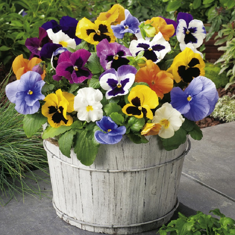 Hạt giống hoa pansy mix Hạt giống chất lượng