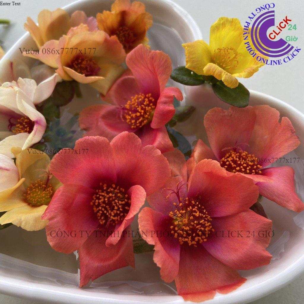 Cành Giống Hoa Sam Thái Cà Rốt Màu 31 Hoa Hậu Của Hoa Mười Giờ Sam Hoa Mười Giờ Bonsai & Phụ Kiện