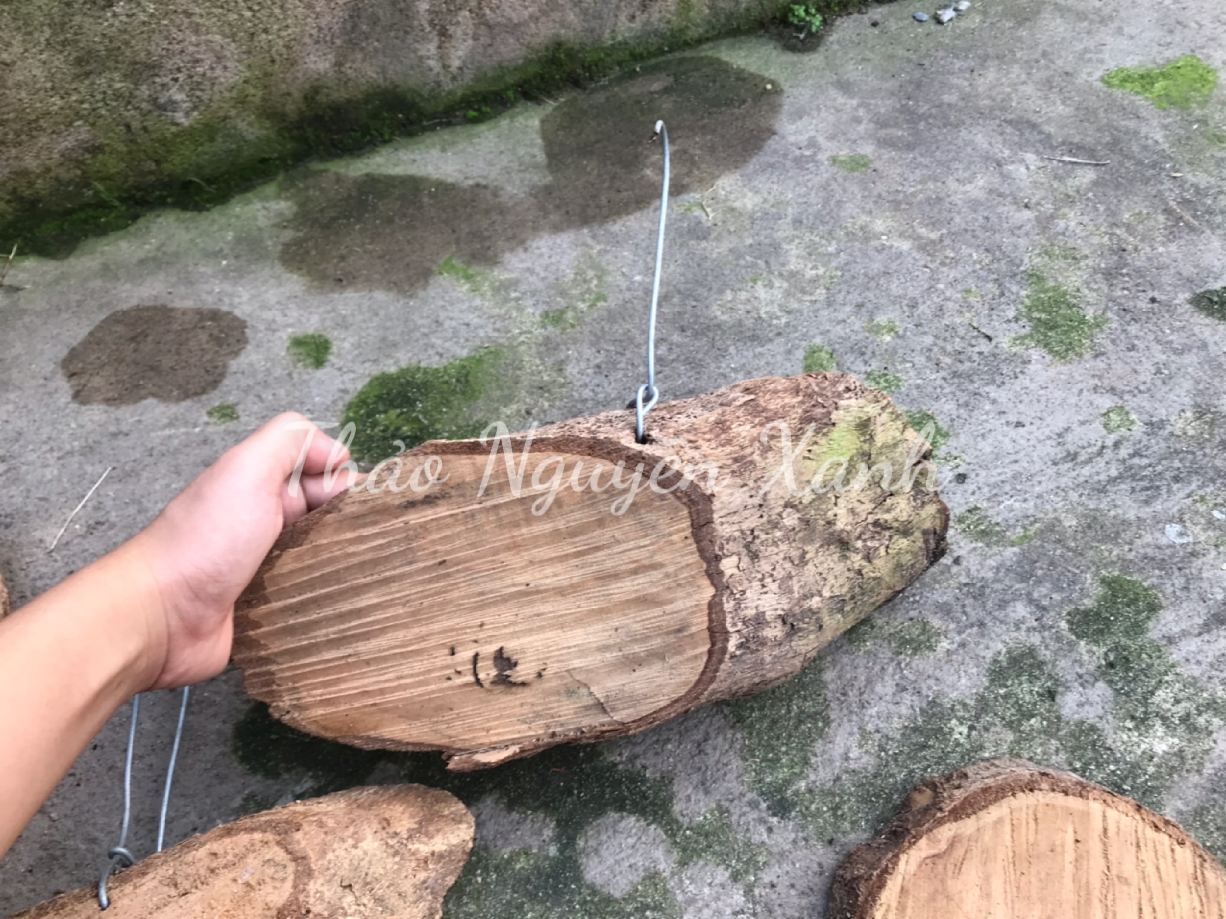 Bảng Gỗ Vú Sữa Có Móc Treo