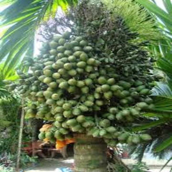 CÂY GIỐNG CAU LÙN SIÊU QUẢ- CAM KÊT GIỐNG CHUẨN F1
