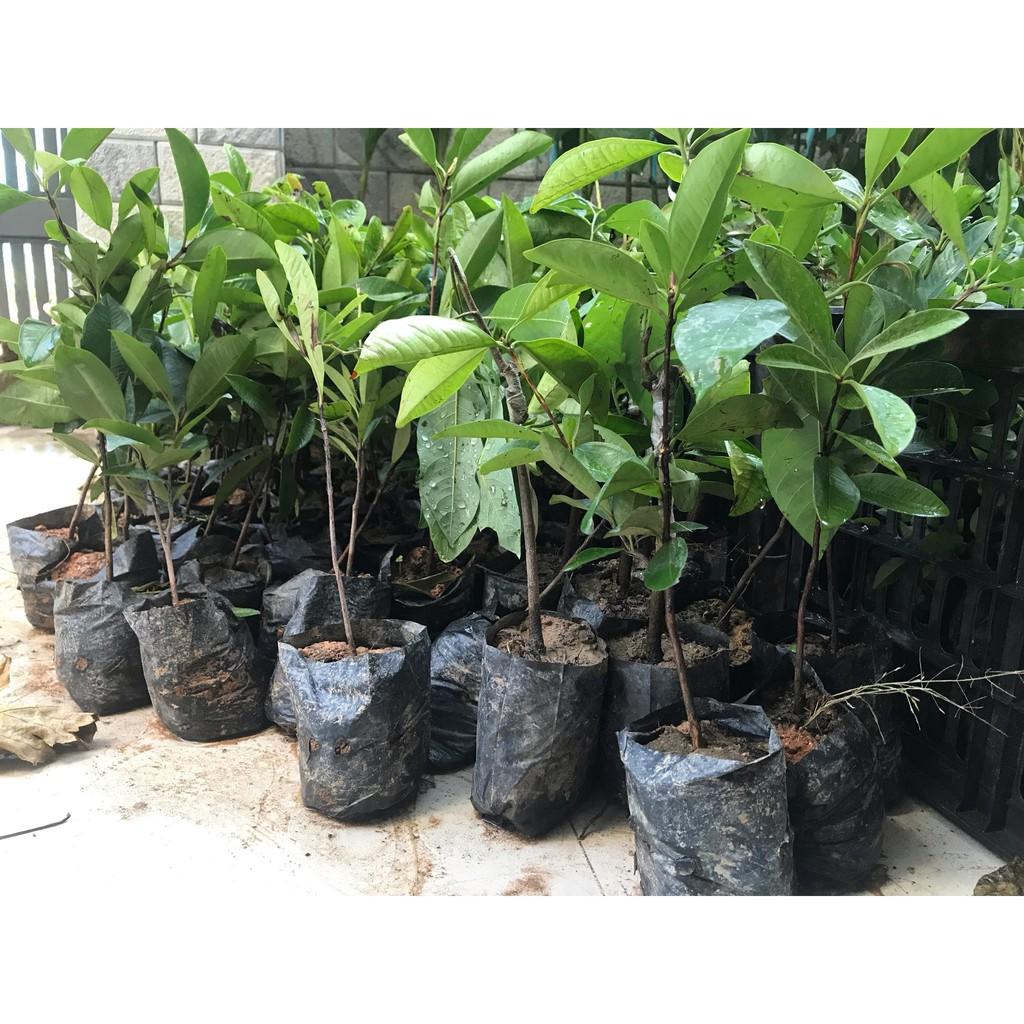 Cây giống CHERRY Brazil chịu nhiệt - Cây giống F1- hàng nhập khẩu