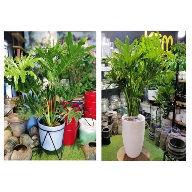 Cây trầu bà thanh Xuân - cây nhỏ