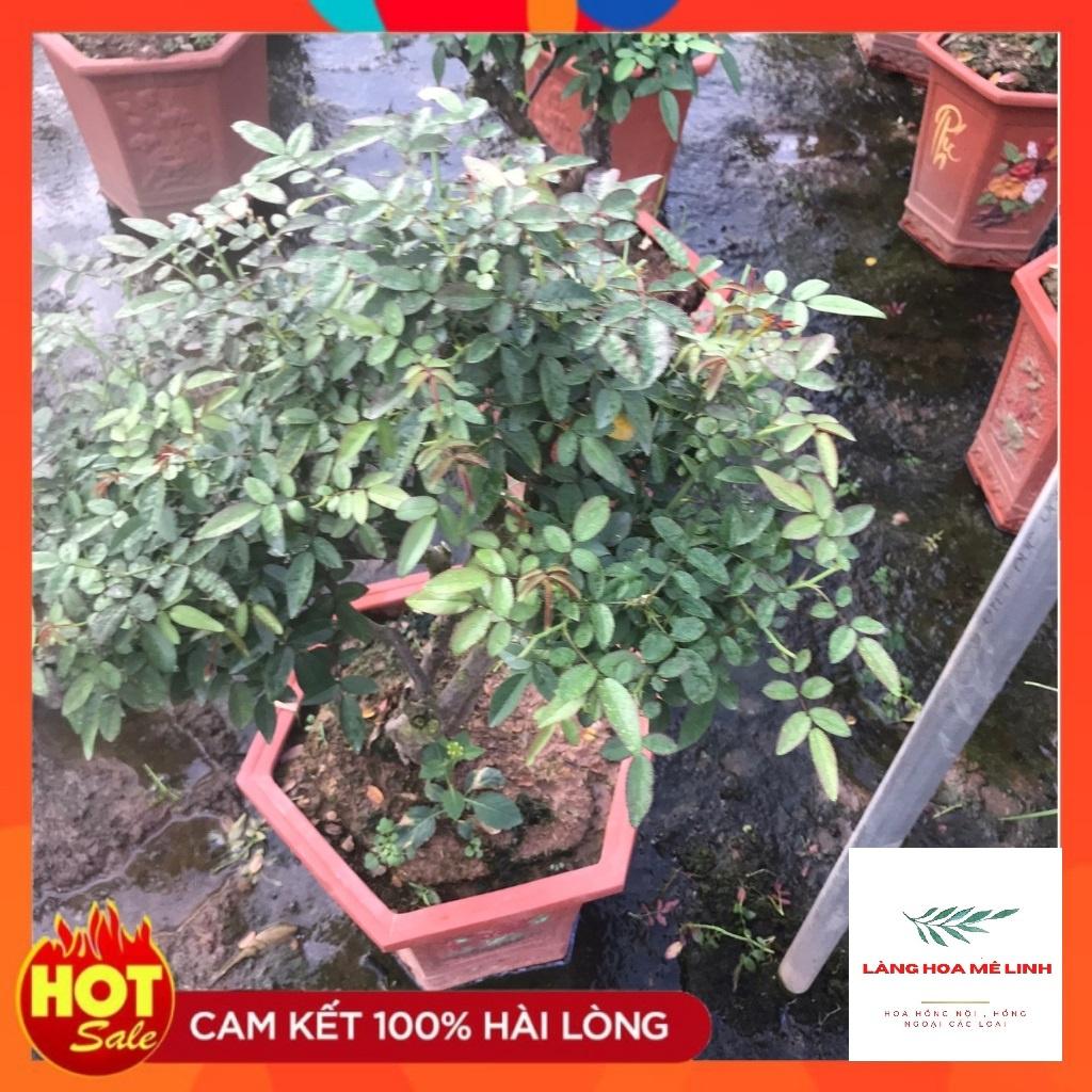 Hoa hồng bonsai– Hoa hồng thế nghệ thuật dành cho người yêu hoa.
