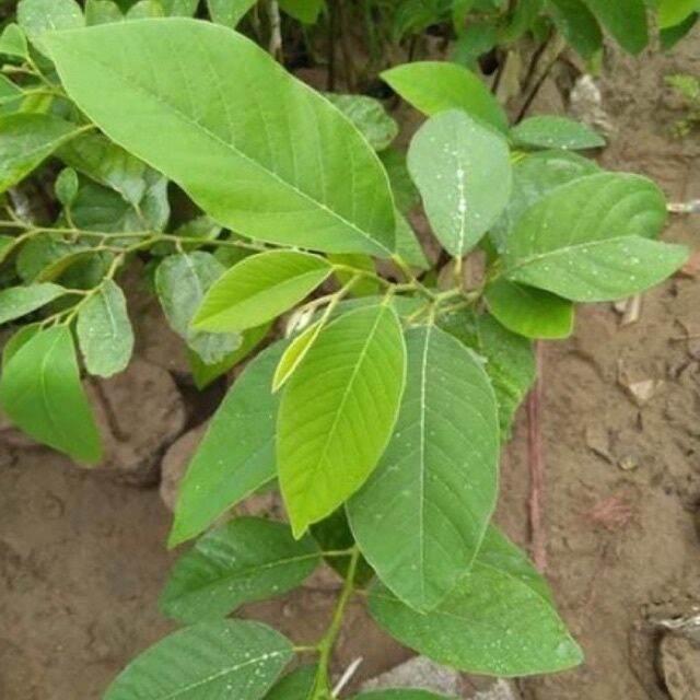Cây Giống na sầu riêng khổng lồ