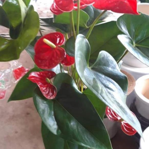 Sản phẩm CÂY HỒNG MÔN