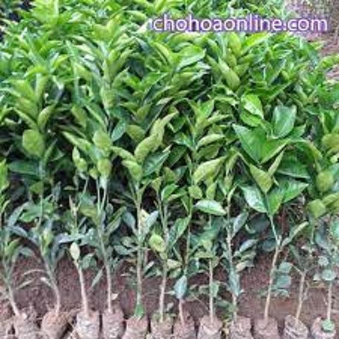 CÂY GIỐNG CAM CARA RUỘT ĐỎ KHÔNG HẠT SIÊU NGON SIÊU QUẢ- CAM KÊT GIỐNG CHUẨN F1