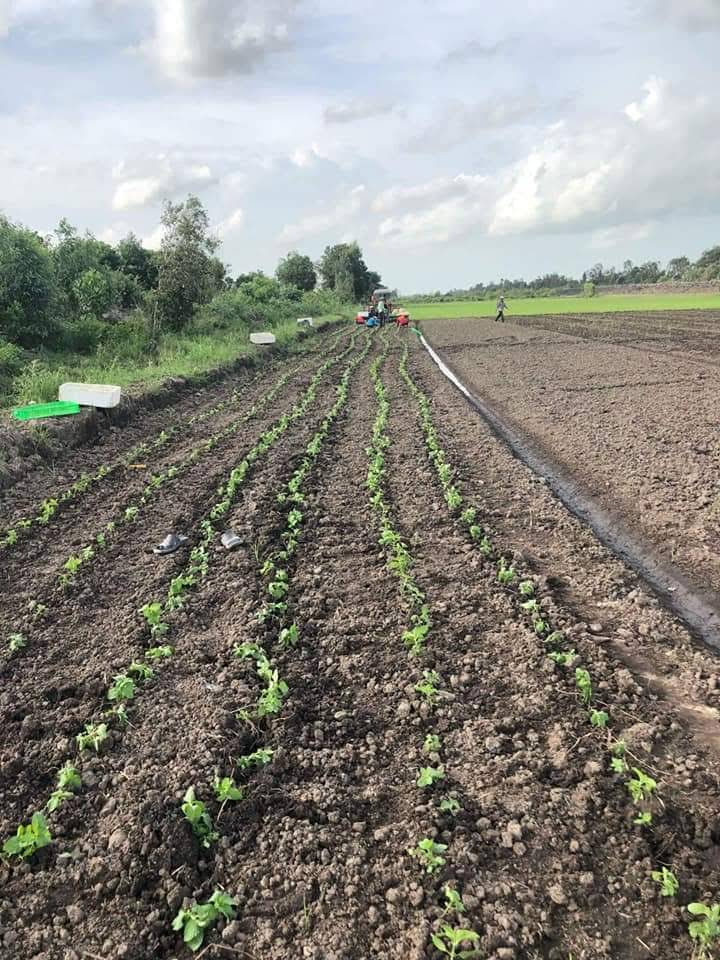 Tinh dầu Bạc hà chai 01Lít Mộc Mây - tinh dầu nguyên chất từ thiên nhiên - Có kiểm định - Chất lượng và mùi hương vượt trội