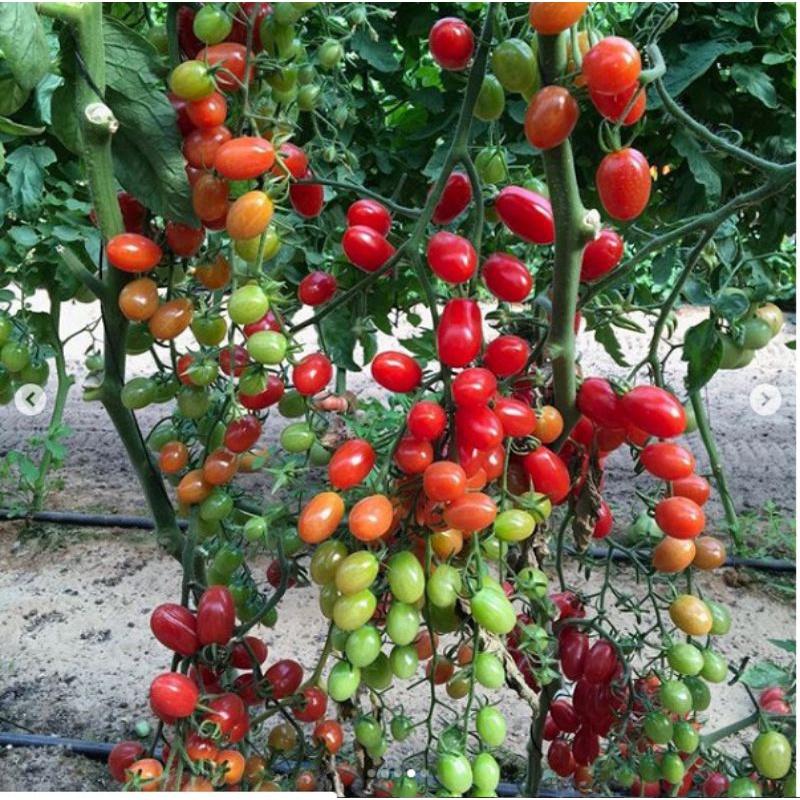 Chế phẩm diệt côn trùng, phấn trắng, bọ trĩ, chích hút cam bưởi, cà chua