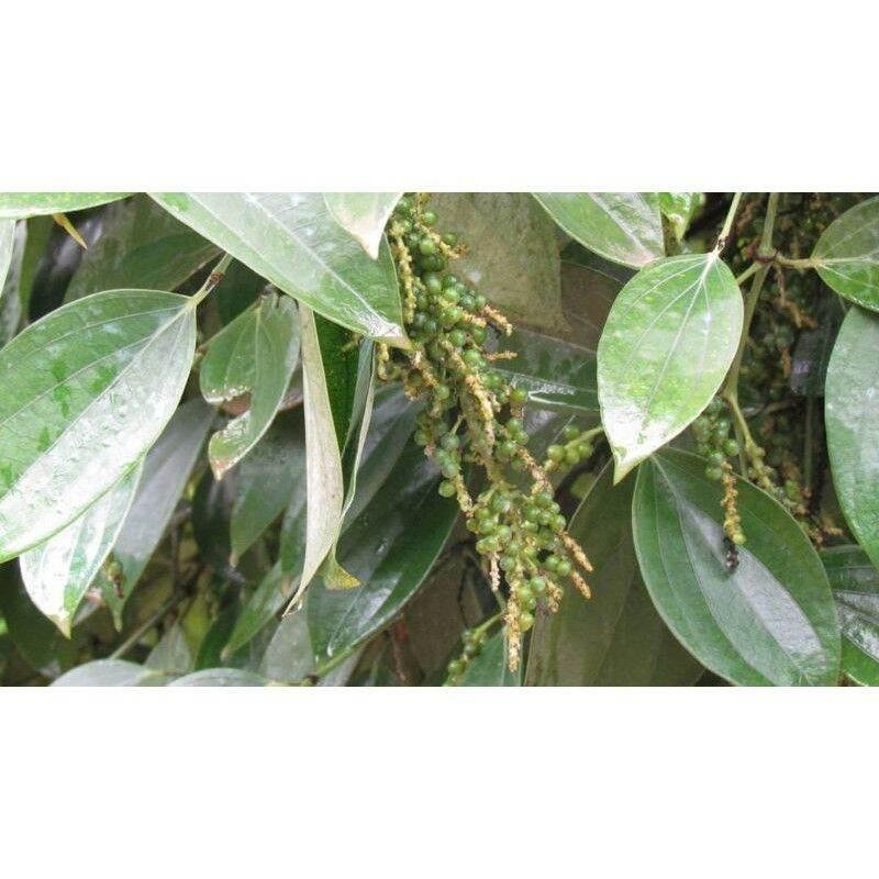 Combo 5 bầu cây giống tiêu thekken ấn độ