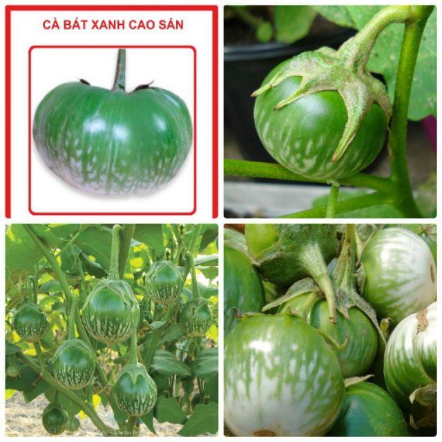 192A HẠT GIỐNG CÀ BÁT XANH - gói 1 gam