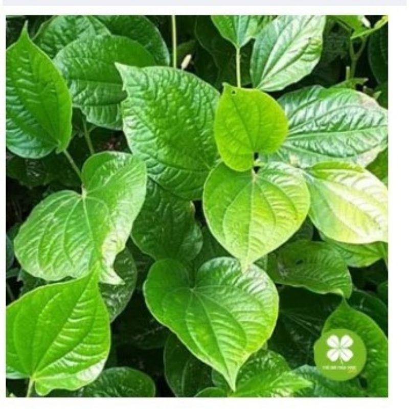 Lá Lốt Khô 1kg
