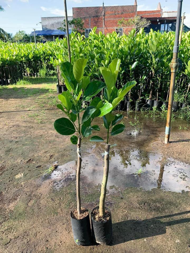CÂY GIỐNG MÍT ẤN ĐỘ SIÊU TRÁI.