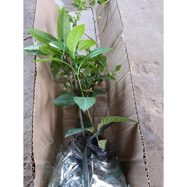 Cây giống hoa dâm bụt mix mau