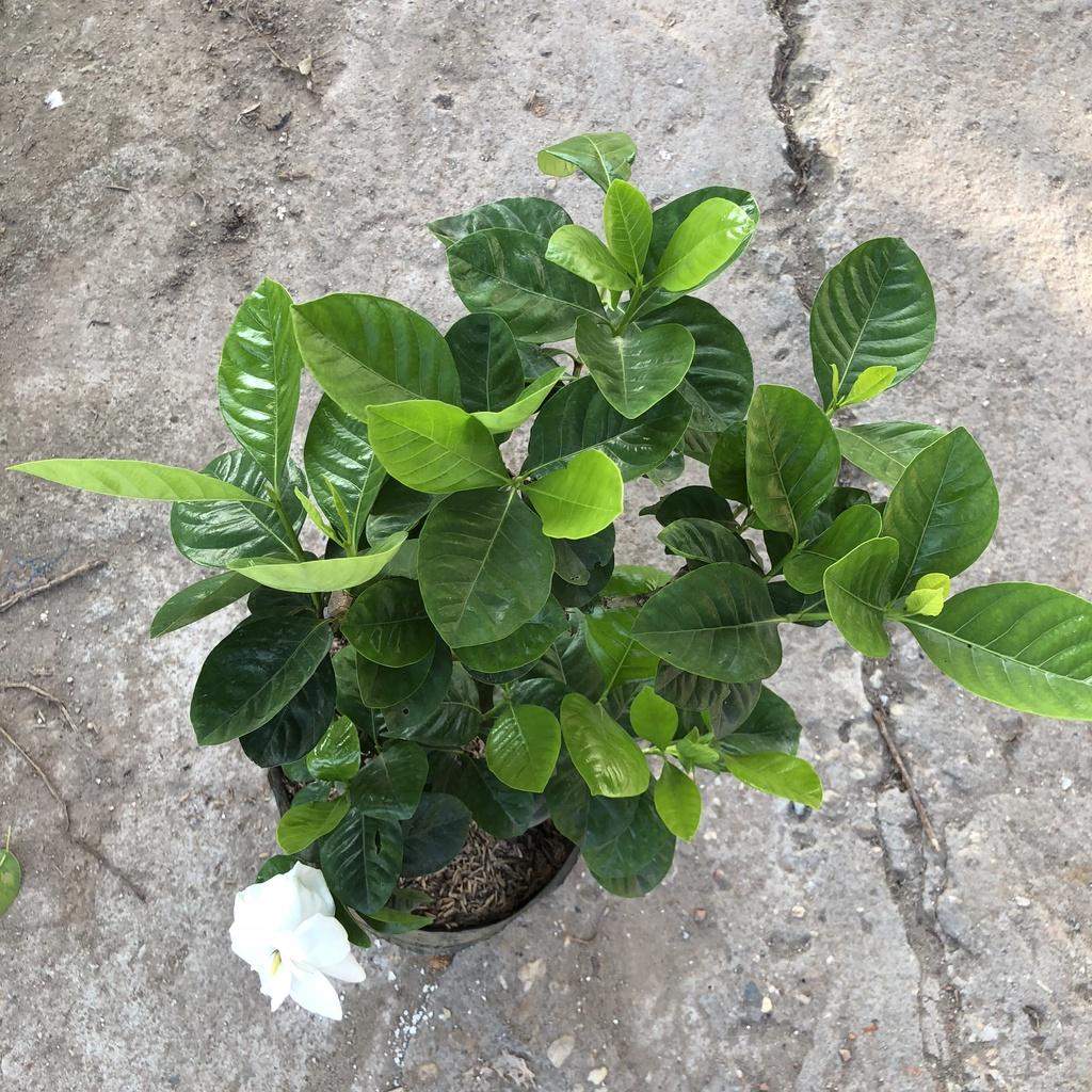 Cây hoa bạch thiên hương hoa kép, cây cao 25-30cm nhiều nhánh sum suê tán tròn lá xanh đẹp hoa cực thơm