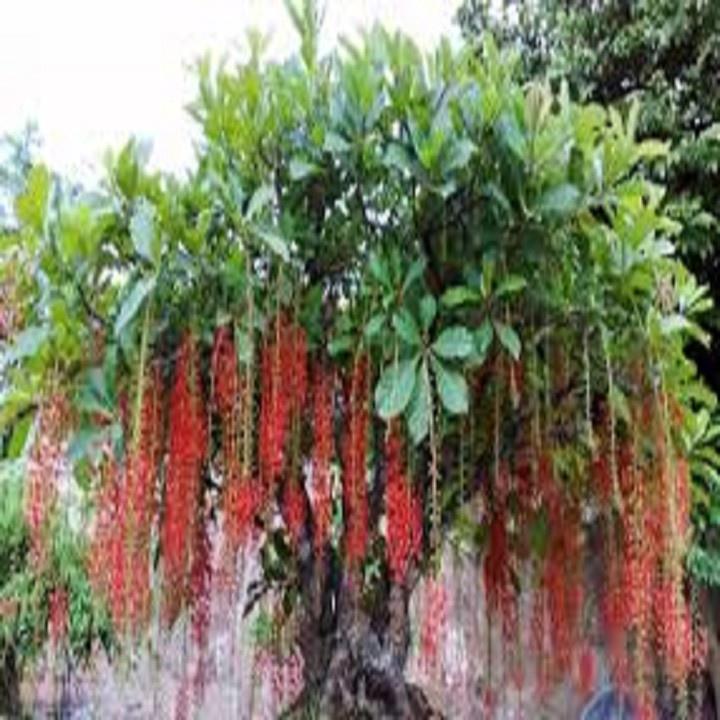 CÂY GIỐNG CÂY LỘC VỪNG-CÂY PHONG THỦY TÀI LỘC - CGCLV