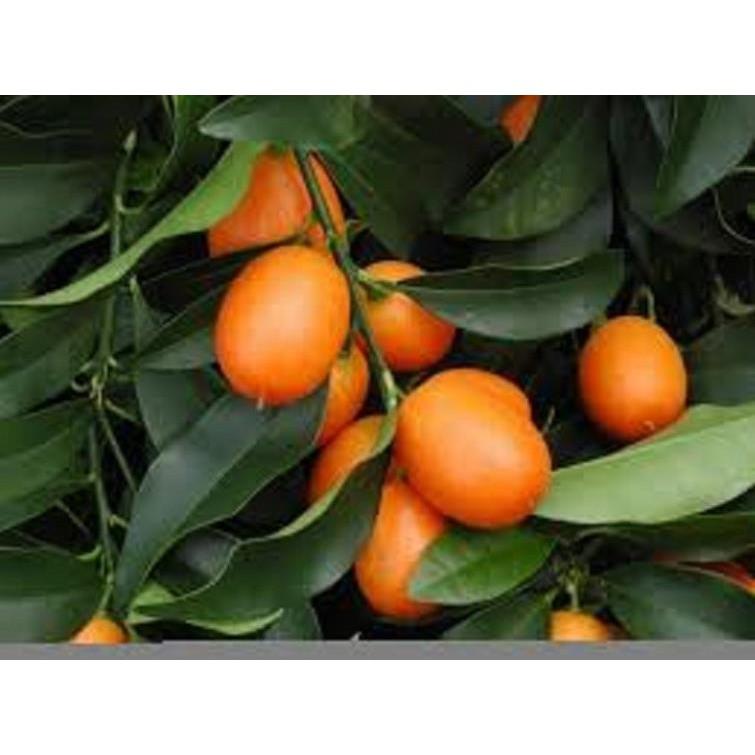 Cây giống QUẤT NGỌT - Cây giống F1