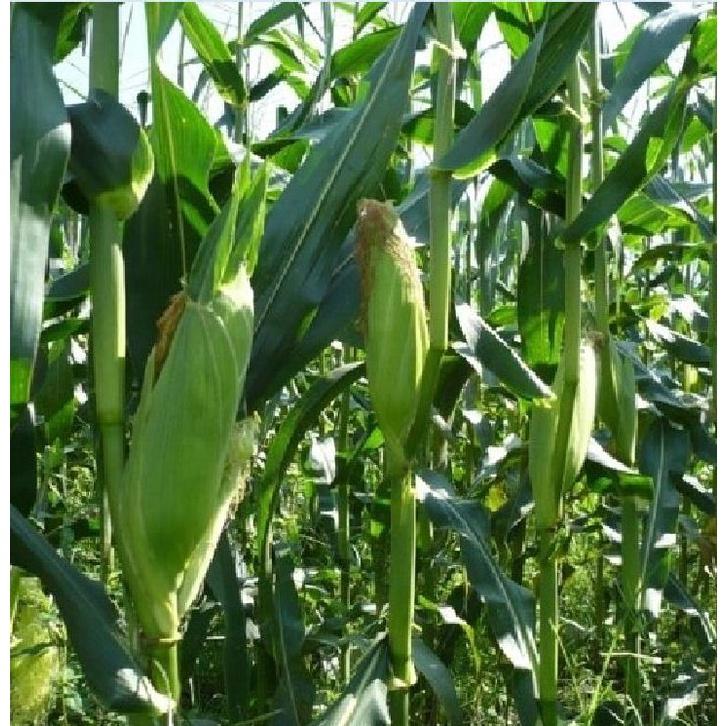 Hạt giống ngô mỹ vàng ngọt-gói 30 hạt-tặng kèm gói phân bón lót