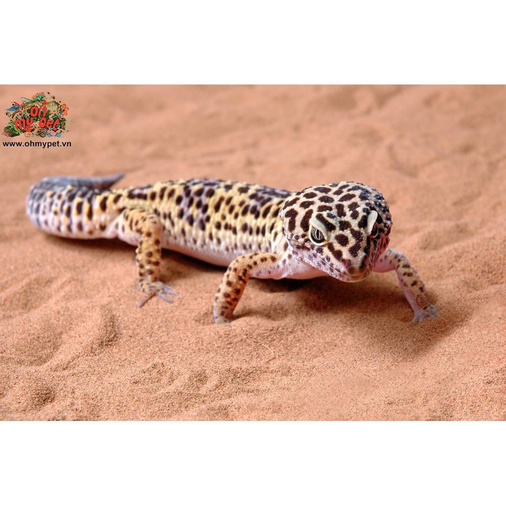 Cát lót chuồng cho bò sát Vita-Sand Chất nền thích hợp cho Bearded Dragon, Uromastyx Lizard,....