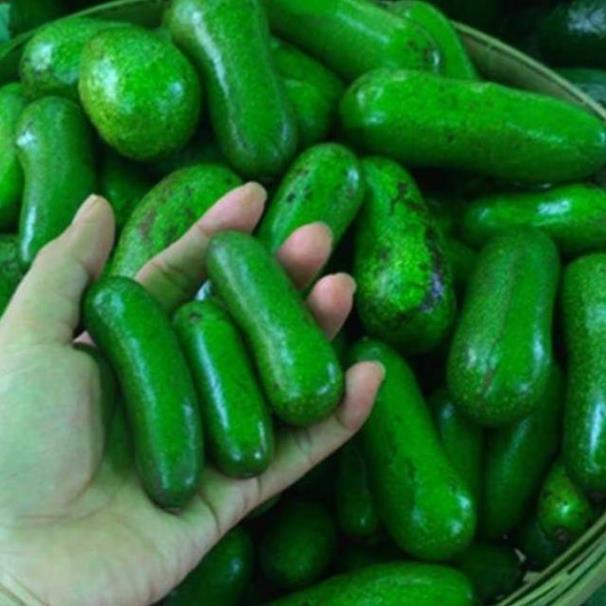 Sản phẩm CÂY GIỐNG BƠ TÍ HON KHÔNG HẠT