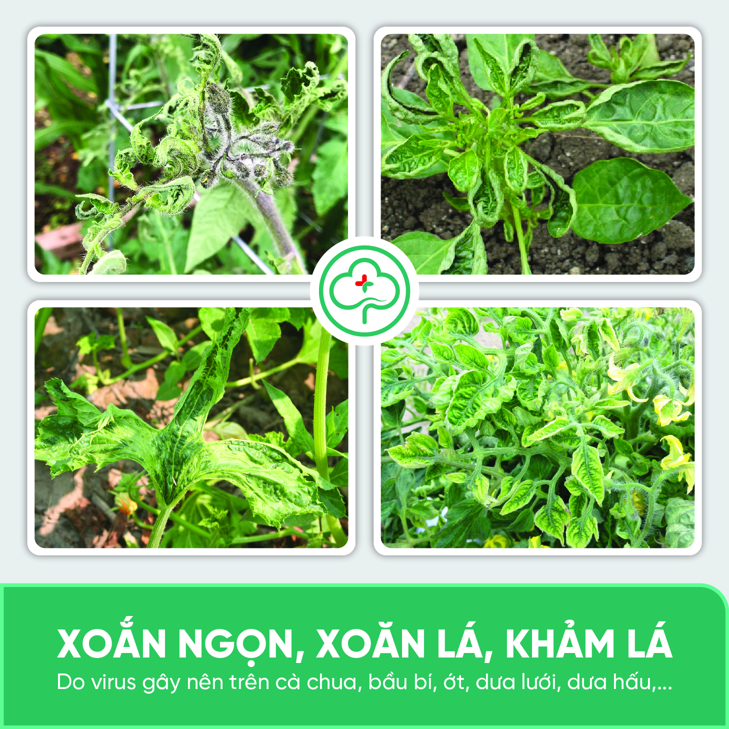 Chế phẩm phòng trị xoăn ngọn, xoăn lá, khảm lá, sượng trái, An toàn sức khoẻ BS05 Movir 100/250ml NSX Bacsicayxanh