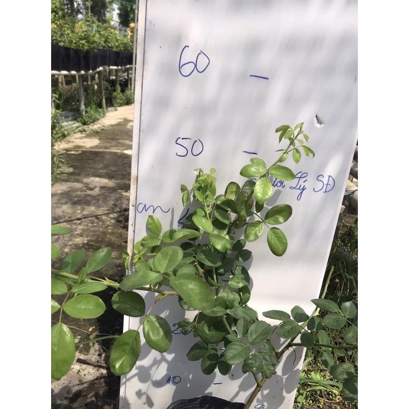 Hoa hồng ngoại Angela- chậu to cây trưởng thành