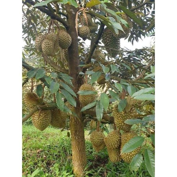 CÂY GIỐNG SẦU RIÊNG RI6 CHO TRÁI SỚM