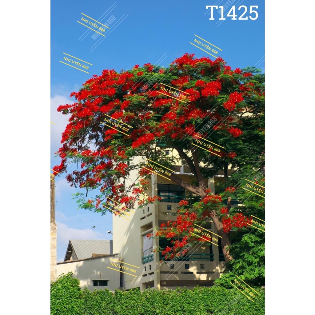 Tranh vải decor / Thảm vải treo tường / Thảm vải chụp ảnh cử nhân/ Chụp ảnh tốt nghiệp