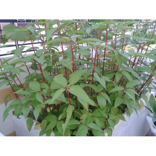 Hạt Giống Rau Đay Đỏ Chịu Nhiệt Tốt Rạng Đông Gói 20Gram