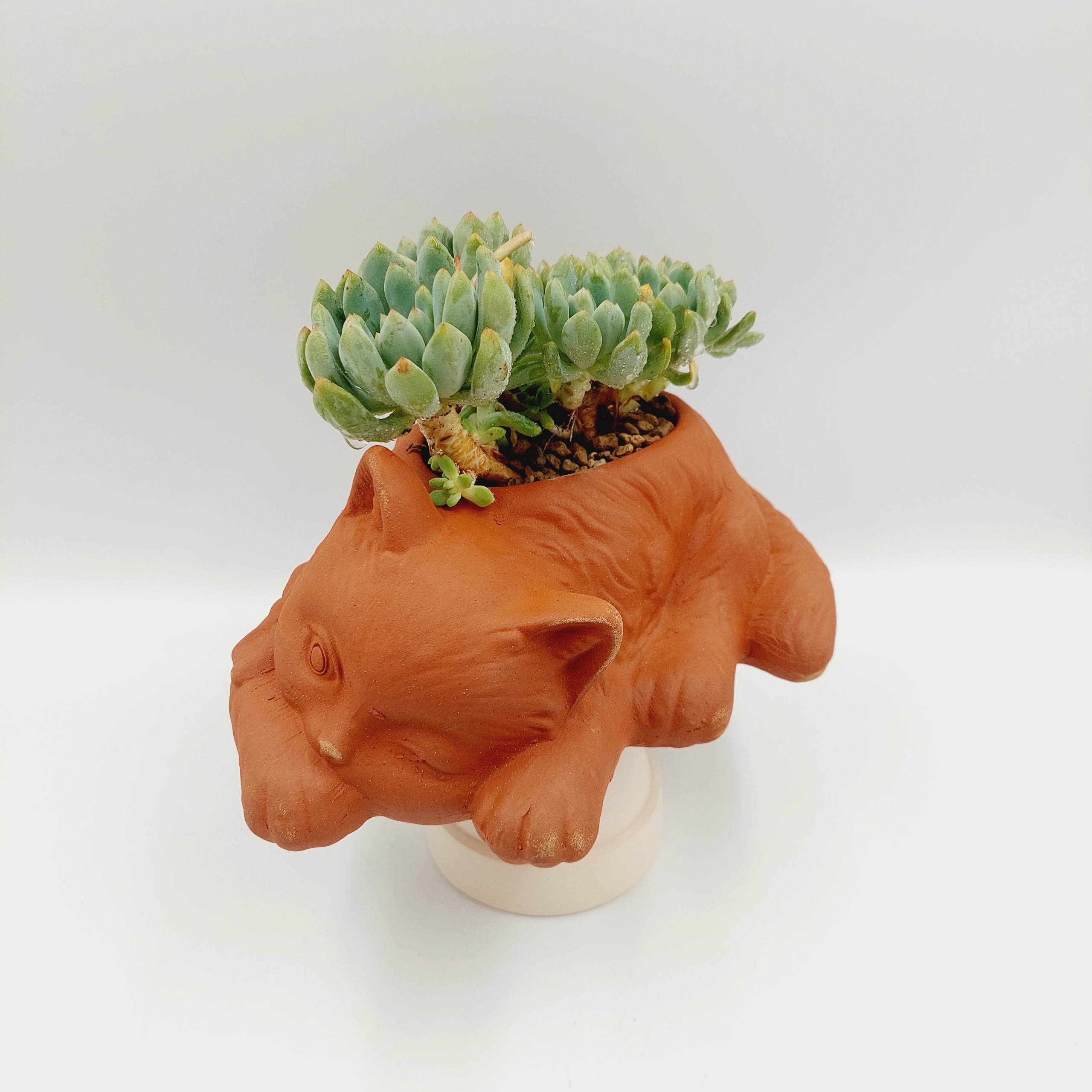 Chậu đất nung, chậu sen đá - Mèo con đang thư giãn 1886, dài 18cm, miệng 8cm, cao 6cm