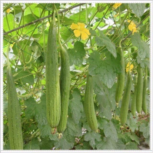 Hạt giống mướp hương 7 lá F1 gói 2gr