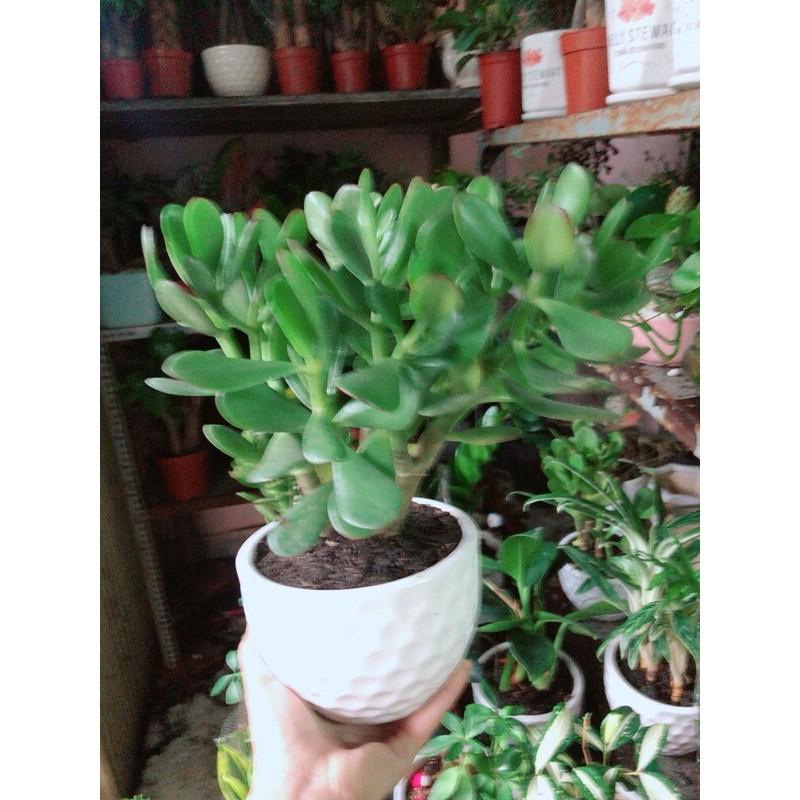 Chậu Cây Ngọc Bích