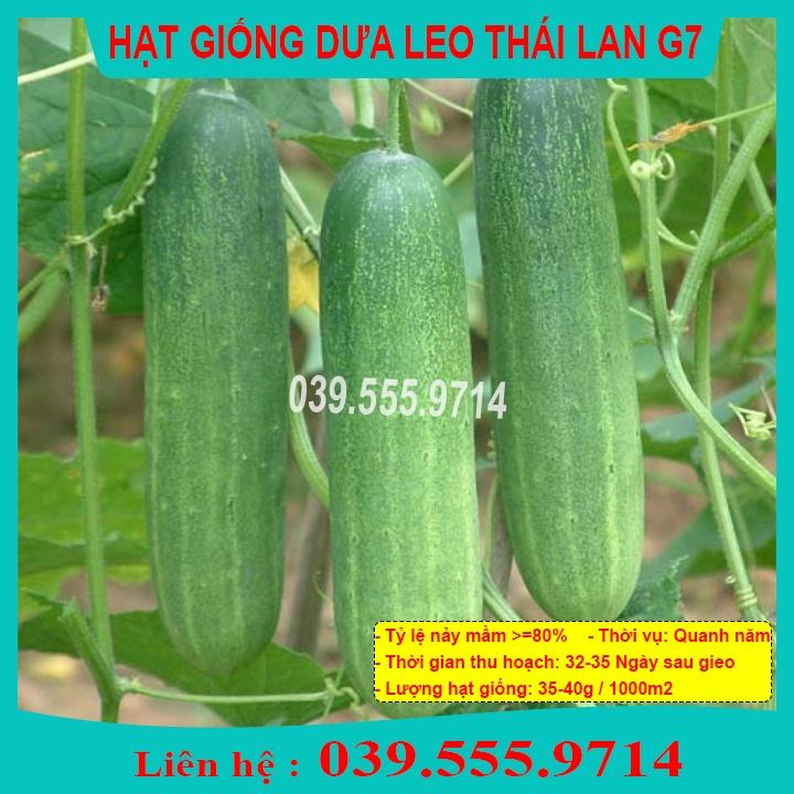 Hạt giống Dưa Leo F1 Napoli G7 – 1gram Dưa Siêu Quả