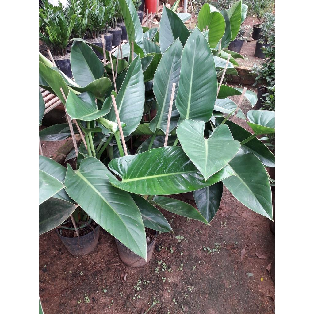 CÂY TRẦU BÀ ĐẾ VƯƠNG XANH CHẬU TO NHƯ HÌNH SÔ 1 *
