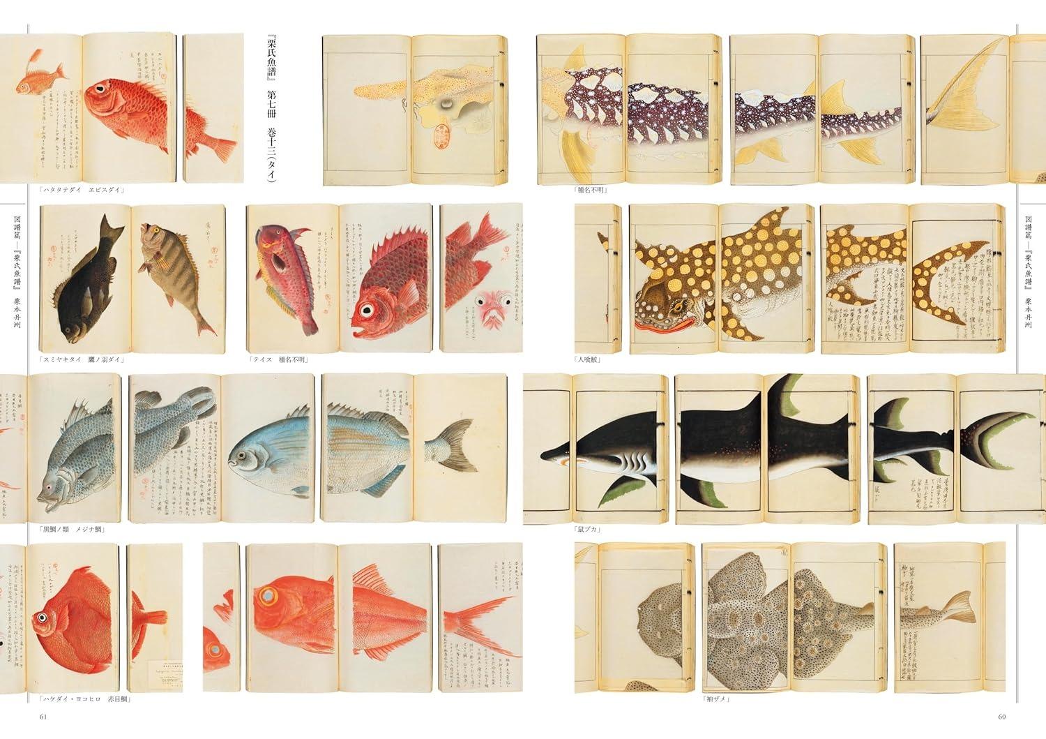 Sách ngoại văn: 江戸の図譜 魚 - Edo No Zufu Sakana
