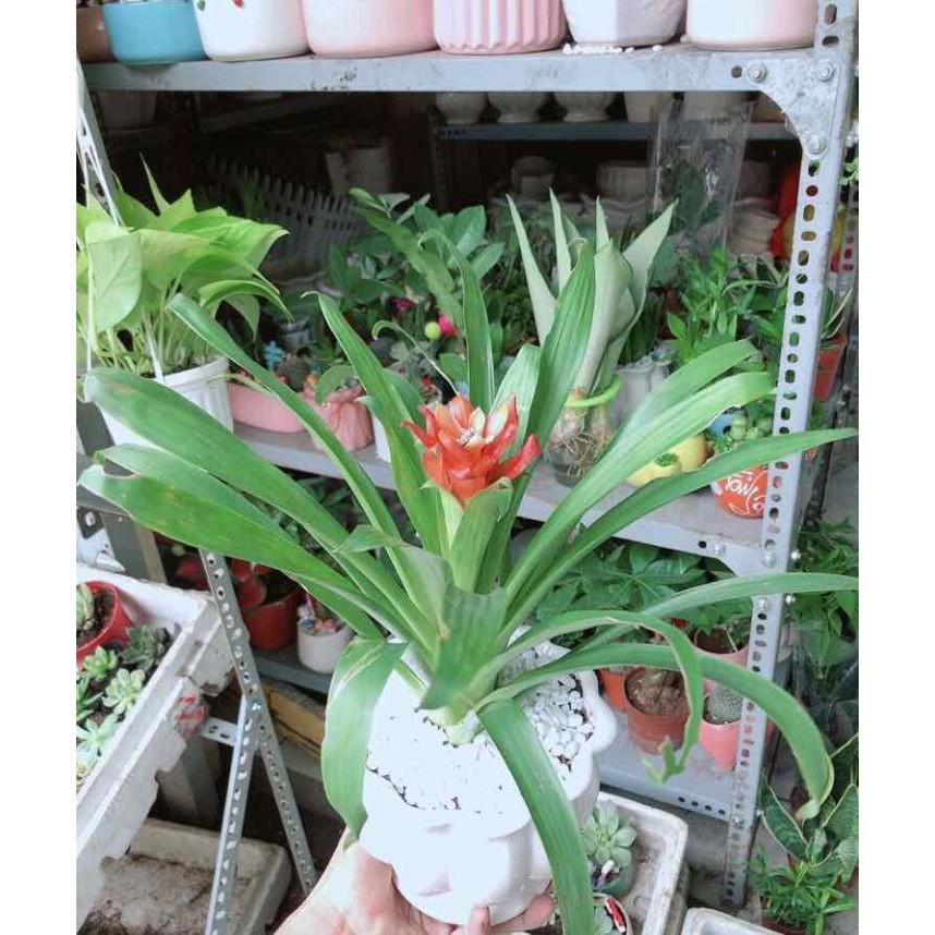 Chậu Phong Lộc Hoa Bán Chạy