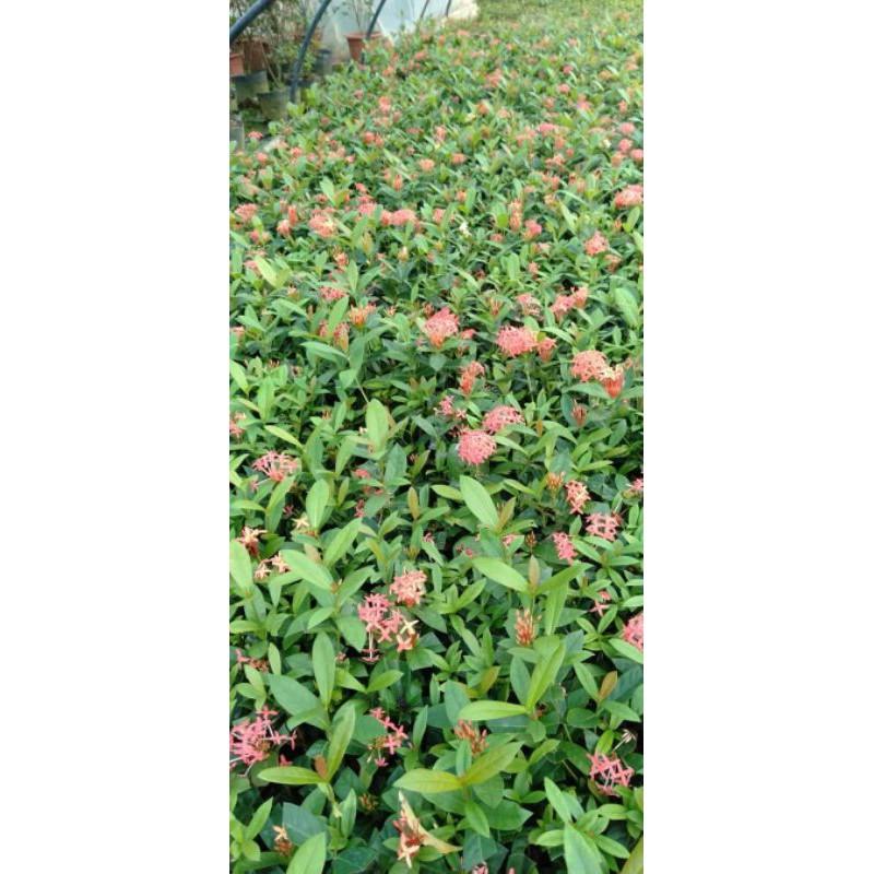 Cây giống mẫu đơn đủ màu